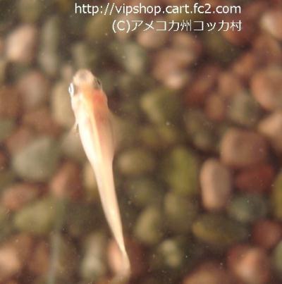 メダカ 水草 2 アメコカ州コッカ村 日記 メダカ 水草 2 アメコカ州コッカ村 日記