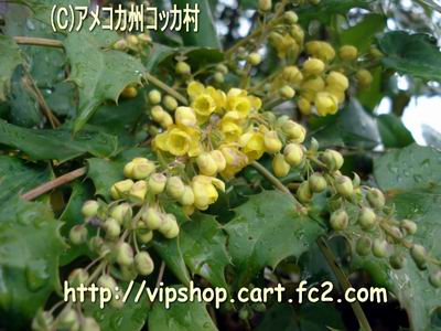 1DSC09041.jpg