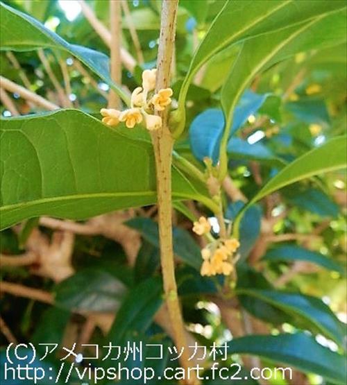 庭花
