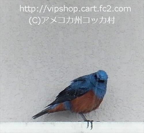 メガネケース