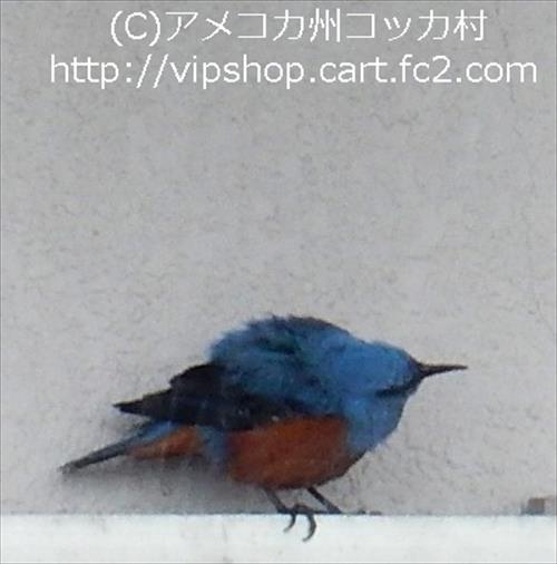 メガネケース