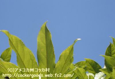 1コピー~ DSC05266.jpg